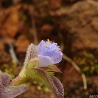 Cyanotis villosa (Spreng.) Schult. & Schult.f.